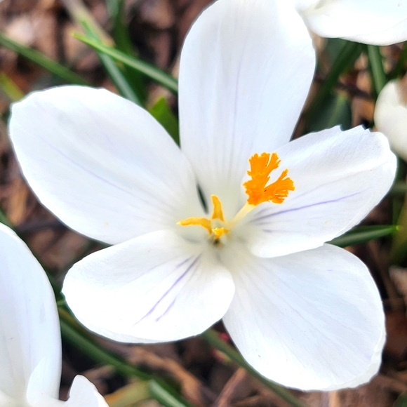 Meet your Posher, Jennifer - Picture 1 of 1